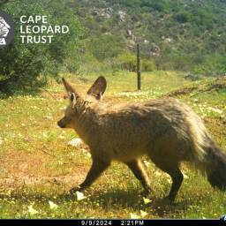 Bat-eared fox